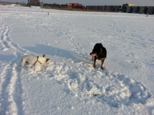 Silk spelen in sneeuw met Bram