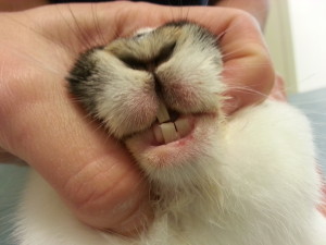 tanden konijn na slijpen