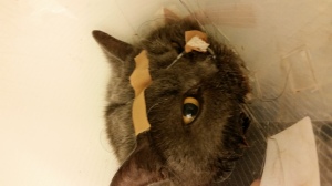 voedingssonde kat