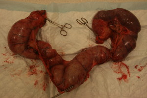 Baarmoeder pyometra na verwijderen