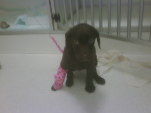 parvo pup in opname