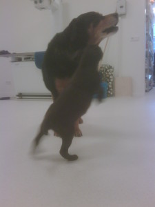 parvo pup weer lekker spelen en naar huis