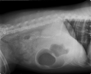We zien een röntgenfoto in zijligging van de hond. Opvallend is de zeer vergrote maag rechts op de foto net achter de ribben. het zwarte is allemaal gas in de maag.