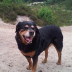 PageLines- 968c1deff131ac35e0cc0bc7e187ecf5.jpg